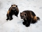 Two Wolverines, Gulo Gulo, with Snow and White Background Stock Image ...