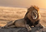 Ciclo de vida del león: Descubre las etapas de este majestuoso animal ...