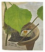 Lucian Freud: Plant Portraits - Garden Museum