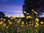 Blumen in der Nacht bei Seewald-Besenfeld Foto & Bild | deutschland ...