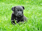 Black Labrador Retriever Puppy on Grass Field · Free Stock Photo