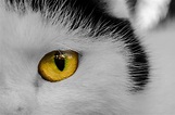 Cat's Eye Free Stock Photo - Public Domain Pictures