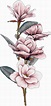 flores de magnolia floreciendo dibujo a mano de acuarela. 8469632 PNG