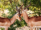 Free photo: Gazelles - Animal photography, Leaves, Wild life - Free ...