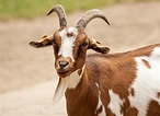 5,000+ Free Goat & Nature Images - Pixabay