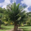 Conoce los diferentes tipos de palmera y escoge la adecuada