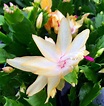 Yellow Christmas Cactus Plant Zygocactus 6 FREE | Etsy