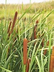 Flora Bonaerense: Totora (Typha latifolia)