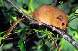Mouse: a secret life : Programs : Discovery Channel : Discovery Press Web