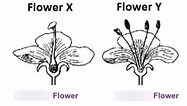 Biology 11U - Perfect vs. Imperfect flower Diagram | Quizlet