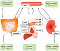 Nutrients | Free Full-Text | Magnesium Administration in Chronic Kidney ...