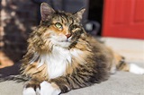 Gato Maine Coon: veja características, cores, preço e mais | Guia Animal
