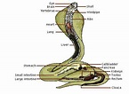 The Cobra Anatomy – Cobras.org