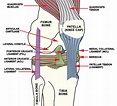 knee_ligaments - Advanced Orthopedic & Sports Medicine Specialists