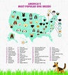 The Most Searched-For Dog Breed in Your State Might Surprise You ...