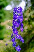 July birth flower: Larkspur & Water Lily - Growing Family