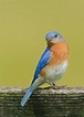 Eastern Bluebird - T Grey | Blue bird, Beautiful birds, Eastern bluebird