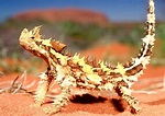 Animales Sorprendentes: Diablo espinoso australiano
