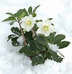 The Christmas Rose - Plantscapers