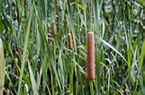 Cattails – 9 Ways to use this Versatile Plant in a Survival Situation ...