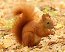 Squirrels Animal Facts And Pictures | All Wildlife Photographs