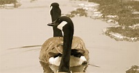 Savoring Servant: Canada Geese couple