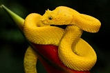 A Yellow Eyelash Pit Viper Photographed In Costa Rica – The Dallas ...