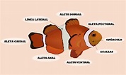Anatomía del pez