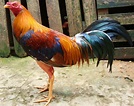 La belleza del gallo de pelea español - Imágenes - Taringa!