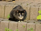 Gato Felidae Mamífero - Foto gratuita no Pixabay - Pixabay