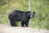 Identify a bear > Revelstoke Bear Aware Society