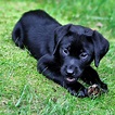 black_labrador_puppy