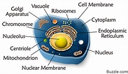 A Quick Guide to the Structure and Functions of the Animal Cell