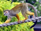File:Common.squirrel.monkey.arp.jpg - Wikipedia