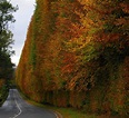 Meikleour Beech Hedge - the tallest in the world (30,5 m) - Scotland ...