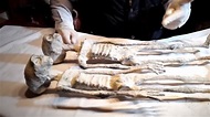 Momias de Nazca 2020 "Documental" | Technology Center - YouTube