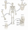 Types of Bone | Biology for Majors II
