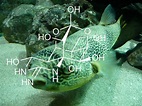 Tetrodotoxina: estructura, características, usos, efectos