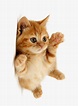 Cute Cat Png Download - Cute Cat Png, Transparent Png , Transparent Png ...