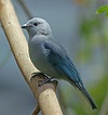 Pictures and information on Blue-gray Tanager