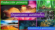 Productores Primarios de un Ecosistema - Autótrofos en la Cadena ...