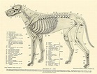 Esqueleto De Um Cão