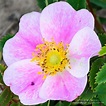 Prairie Wildflowers: Prairie Rose: low pink-flowered shrub