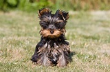 Yorkshire Terrier Facts You Didnt Know - MyStart