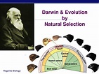 PPT - Darwin & Evolution by Natural Selection PowerPoint Presentation ...