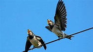 Los sorprendentes usos del trinar de las aves - BBC Mundo