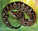 Viper | Venomous, Pit Vipers, Rattlesnakes | Britannica