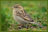 Der Sperling,- Vogel des Jahres 2002. Foto & Bild | tiere, wildlife ...