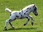 Caballos Appaloosa - Animales.me