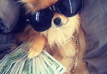 La verdad sobre los perros ricos de Instagram - The Luxonomist